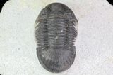 Paralejurus Trilobite Fossil - Cute Little Guy #68667-5